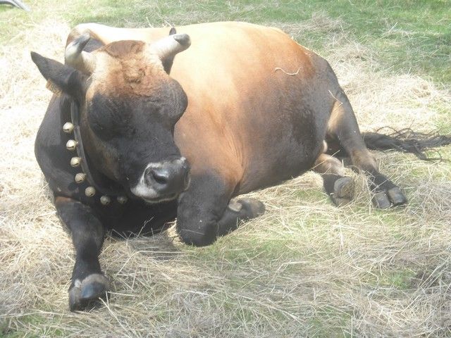 fete ane 2014 (70).jpg